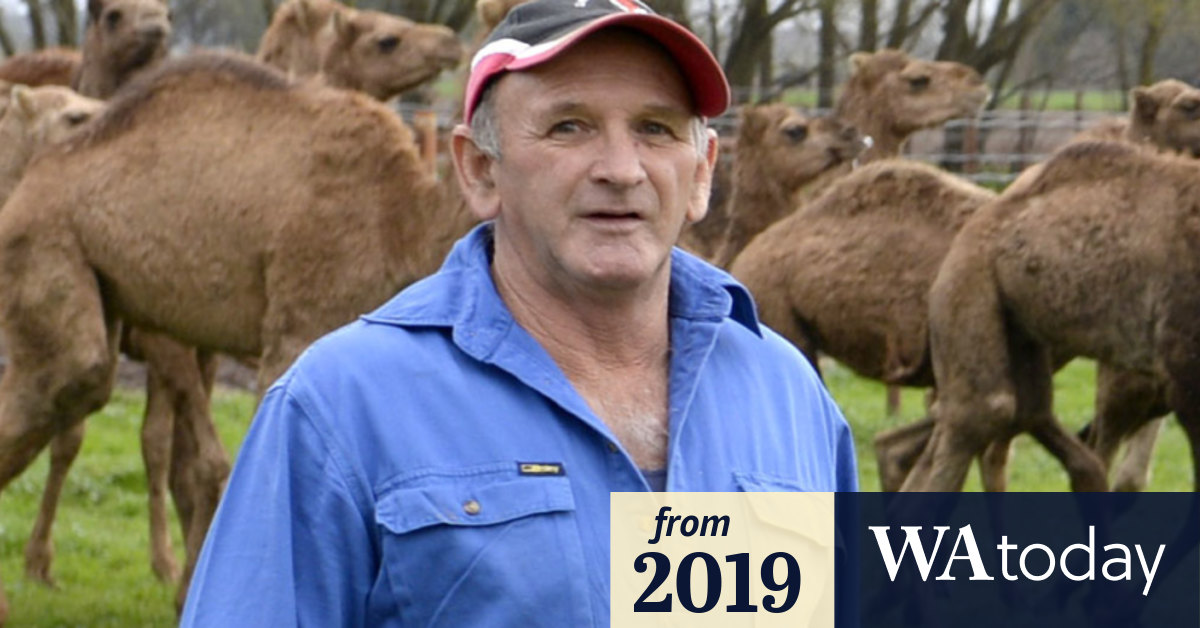 Race horse cruelty 7.30 Report footage of horse slaughter "not that